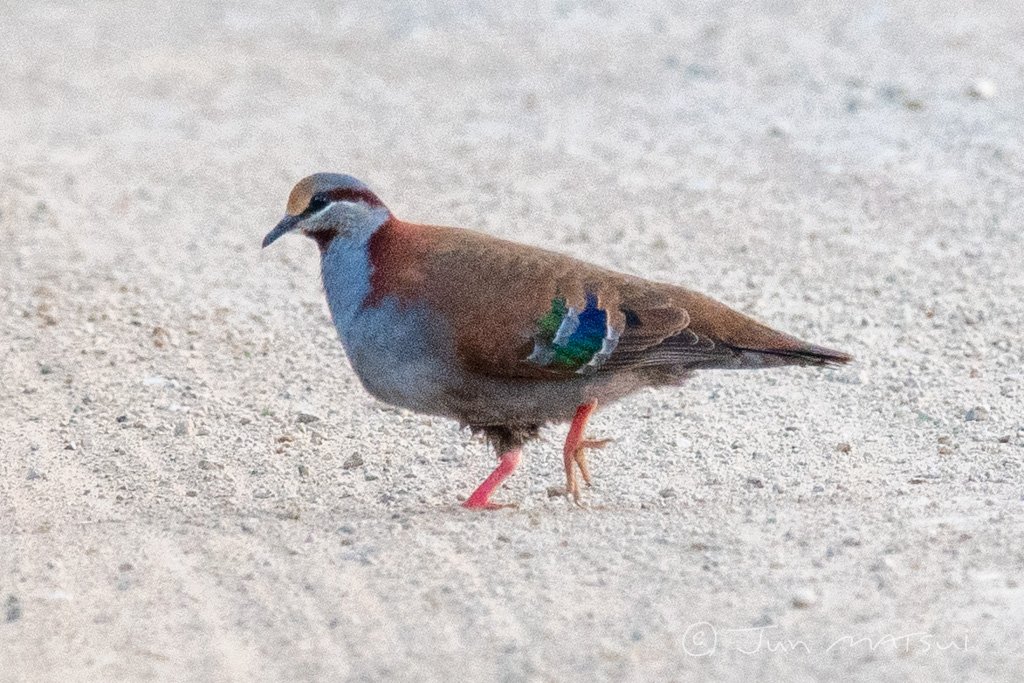 チャノドニジハバト