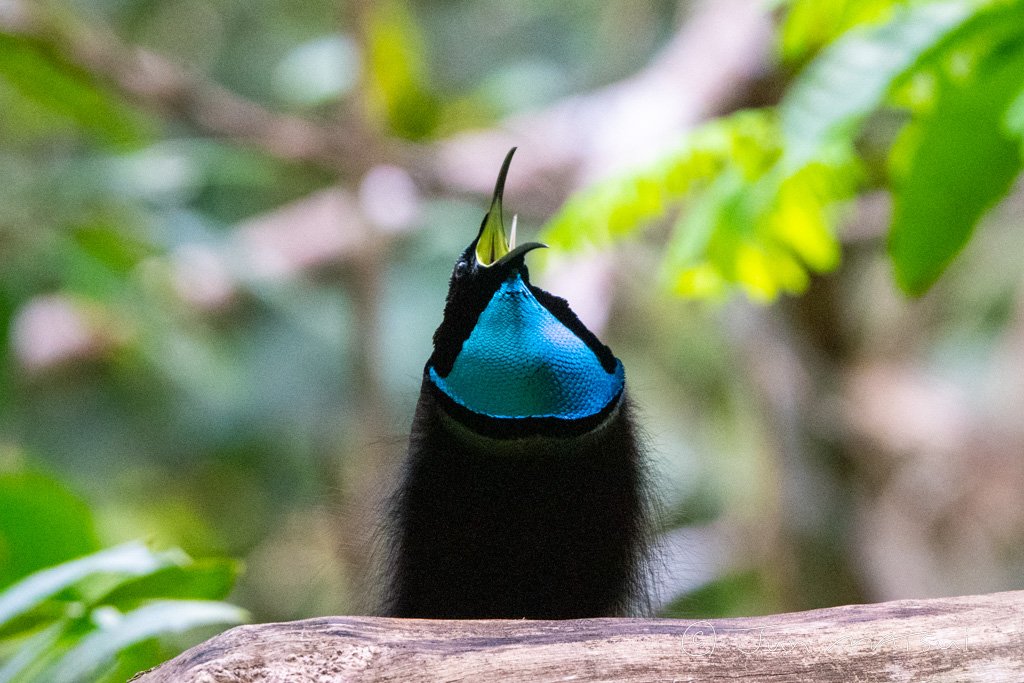 オオウロコフウチョウ 