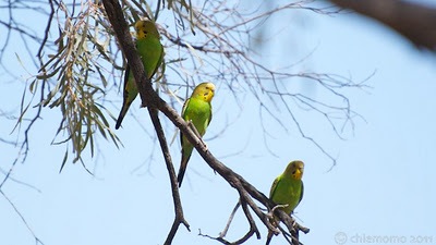 野生のセキセイインコを探すツアー