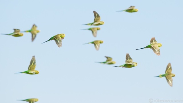 野生のセキセイインコを探すツアー