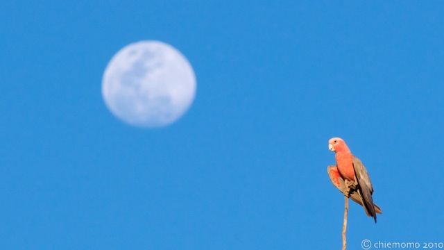 ケアンズ、ディンツリー探鳥