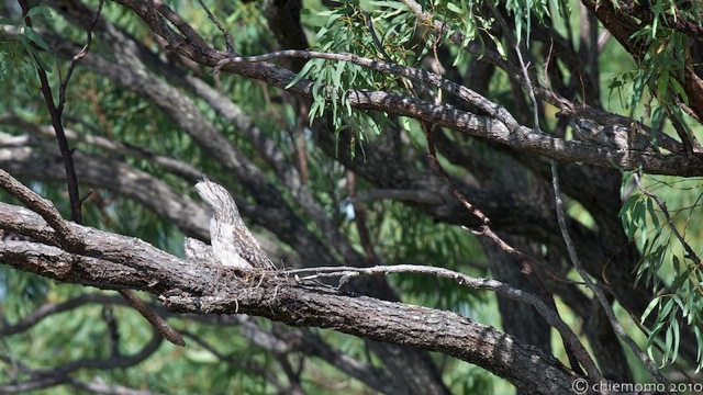 podargus_strigoides