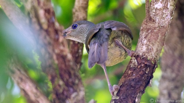 ptilonorhynchus_violaceus