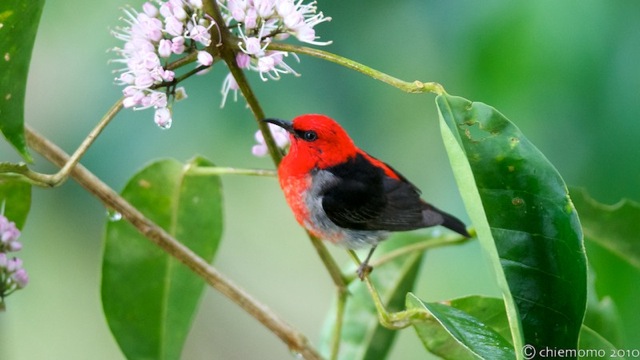 myzomela_sanguinolenta