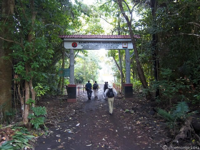 スラウェシ島カワセミ撮影ツアー