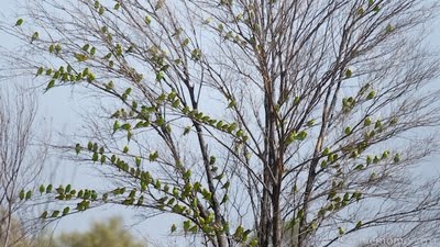 野生のセキセイインコを探すツアー