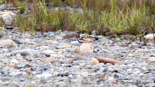 charadrius_dubius