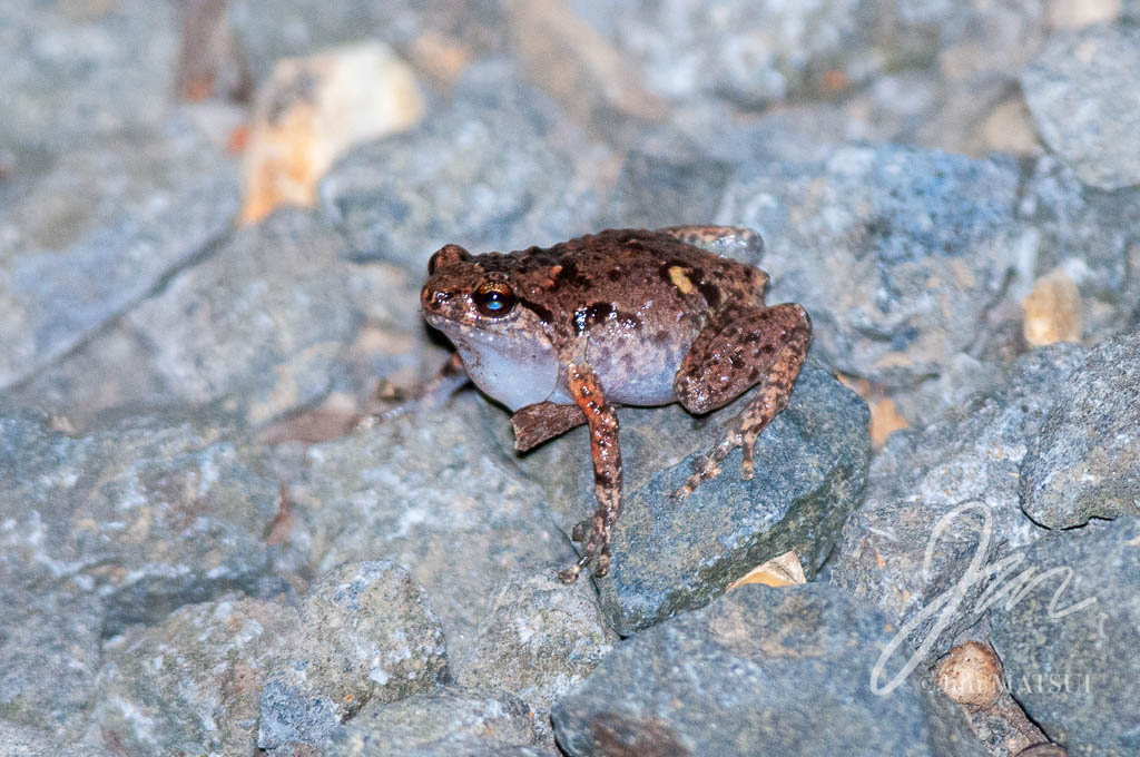 Ornate Frog