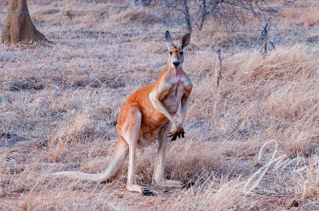 アカカンガルー