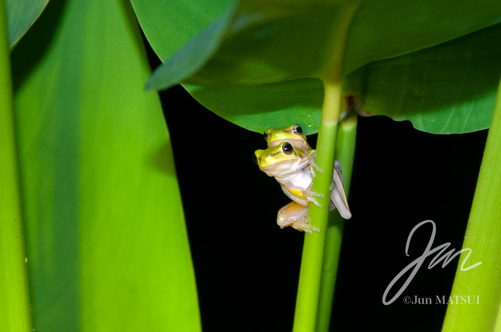 Northern Dwarf Tree Frog