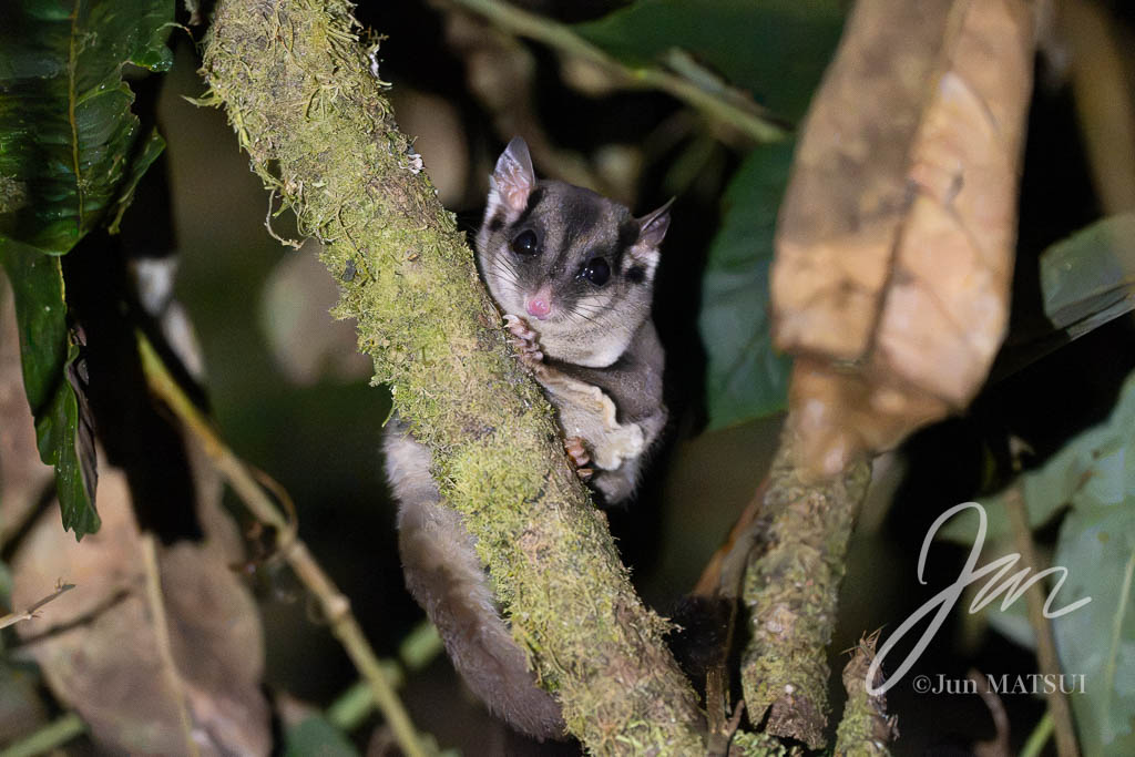New Guinea Glider