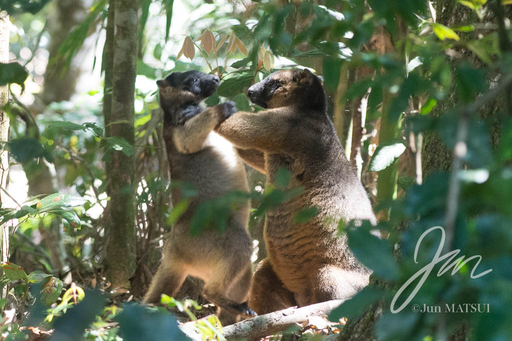 カオグロキノボリカンガルー