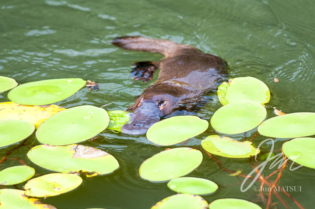 カモノハシ