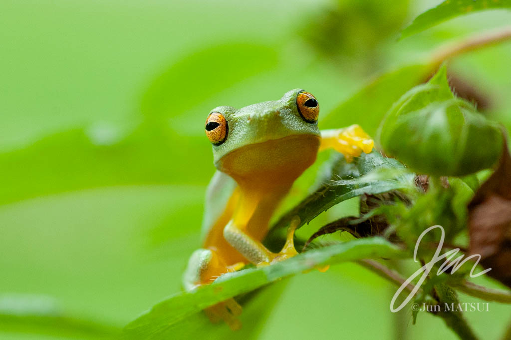 Dainty Tree Frog