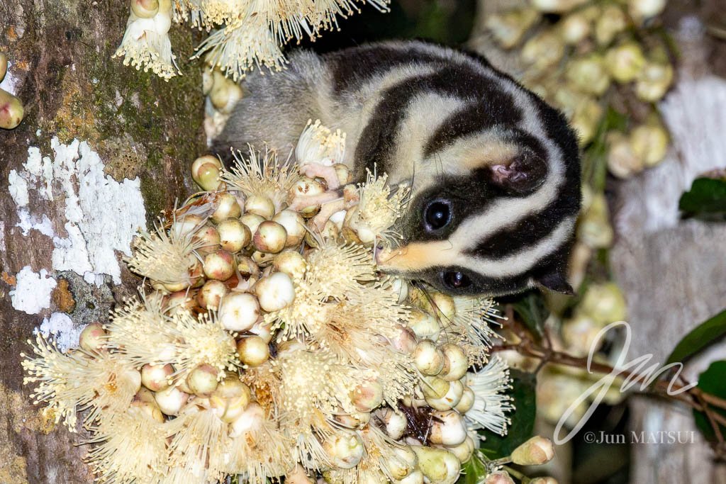フクロシマリス