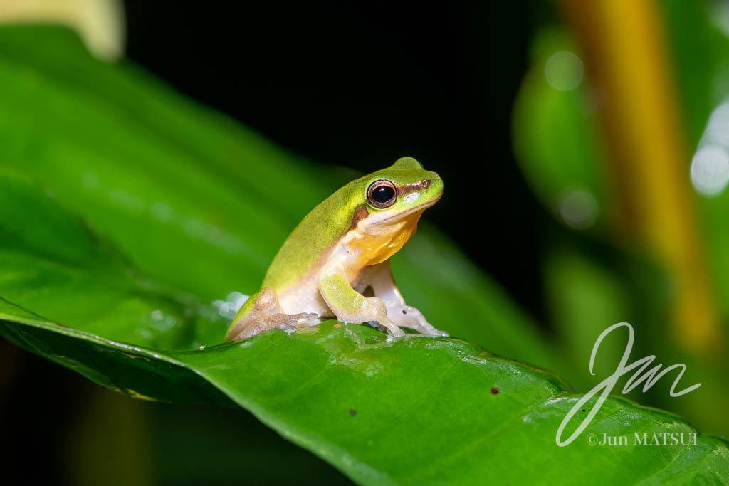 Eastern Dwarf Tree Frog