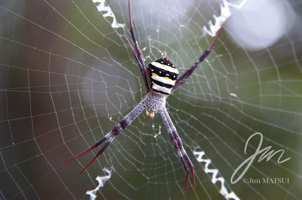 St. Andrew’s Cross Spider