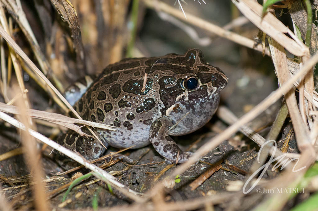 Marbled Frog