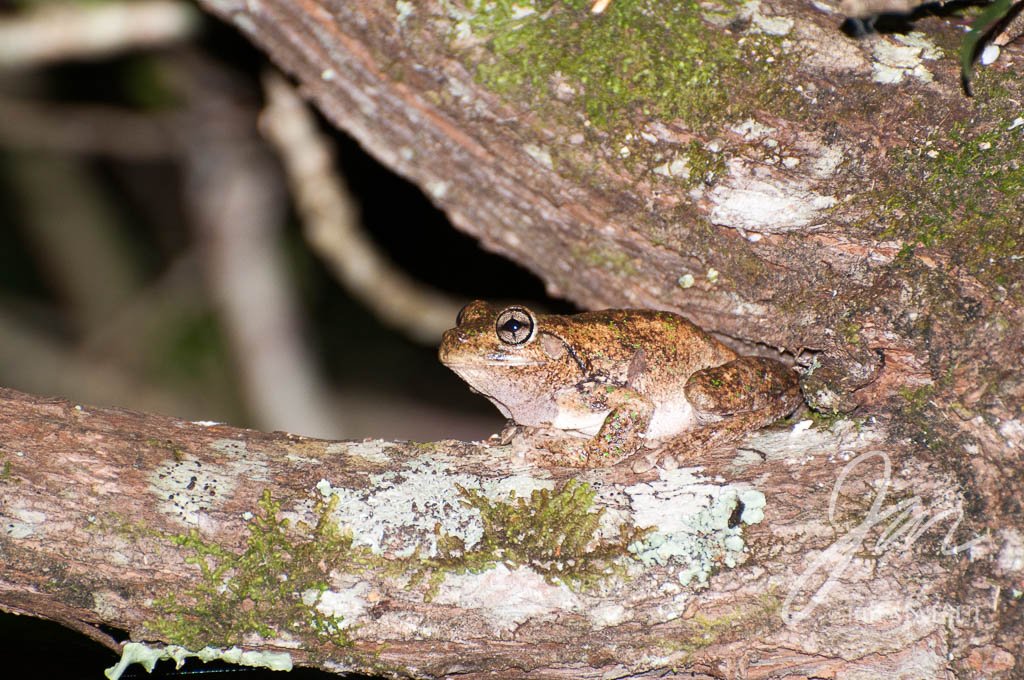 Peron's Tree Frog