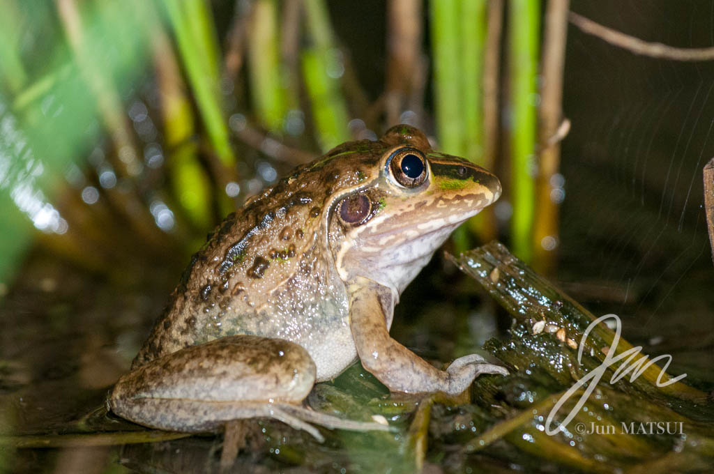 Striped Burrowing Frog